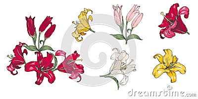 Lilies of different colors, set on a white background Vector Illustration